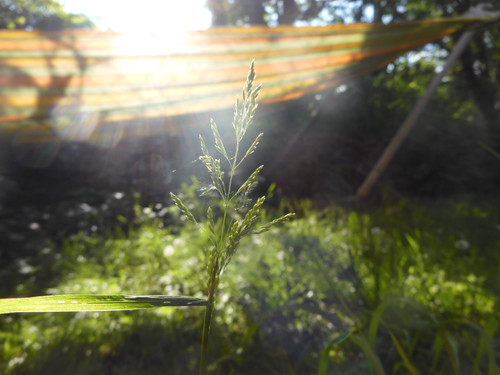 Flora Plant Beauty Publicdomain (112).jpg