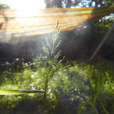 Flora Plant Beauty Publicdomain (112)