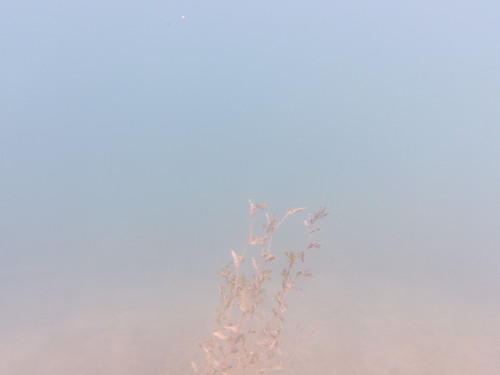 Flora Plant Beauty Publicdomain (123).jpg