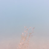 Flora Plant Beauty Publicdomain (123)