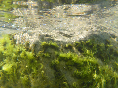 Flora Plant Beauty Publicdomain (127).jpg