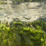 Flora Plant Beauty Publicdomain (127)