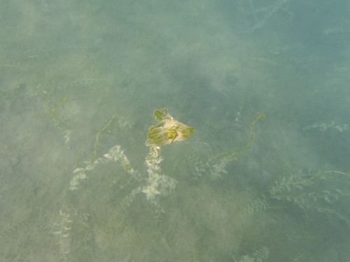 Flora Plant Beauty Publicdomain (124).jpg