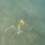 Flora Plant Beauty Publicdomain (124)