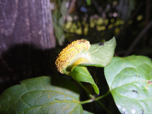 Flora Plant Beauty Publicdomain (118).jpg