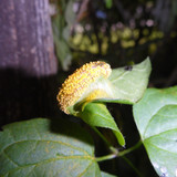 Flora Plant Beauty Publicdomain (118)