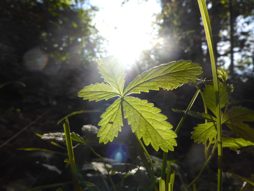 Flora Plant Beauty Publicdomain (116).jpg