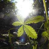 Flora Plant Beauty Publicdomain (116)