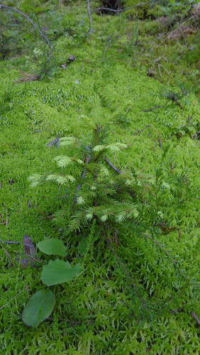 Tree; Publicdomain; Cc0; Freeimage;.jpg