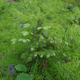 Tree; Publicdomain; Cc0; Freeimage;