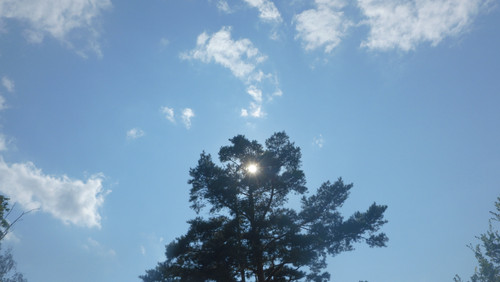 Tree; Publicdomain; Cc0; Freeimage;.jpg