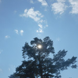 Tree; Publicdomain; Cc0; Freeimage;