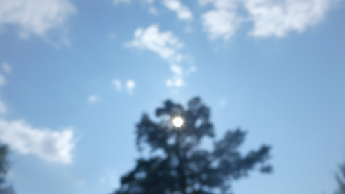 Tree; Publicdomain; Cc0; Freeimage;.jpg