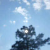 Tree; Publicdomain; Cc0; Freeimage;