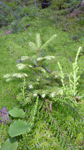 Tree; Publicdomain; Cc0; Freeimage;.jpg