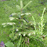 Tree; Publicdomain; Cc0; Freeimage;