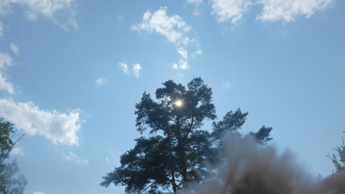 Tree; Publicdomain; Cc0; Freeimage;.jpg