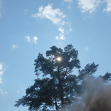 Tree; Publicdomain; Cc0; Freeimage;