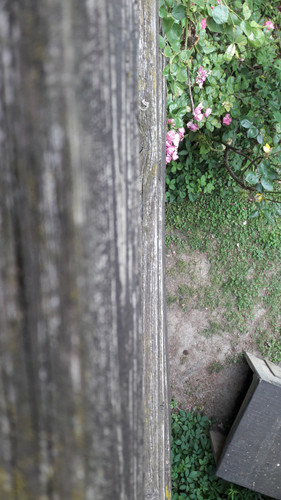 Tree; Publicdomain; Cc0; Freeimage;.jpg