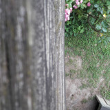 Tree; Publicdomain; Cc0; Freeimage;