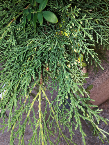 Mushroom Friendly Ground.jpg