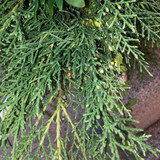 Mushroom Friendly Ground