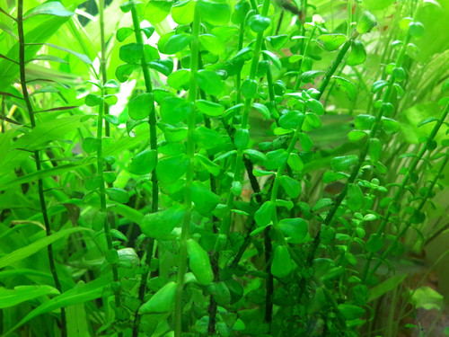 Green Water Plants.jpg