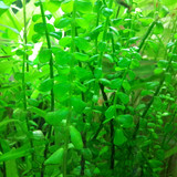 Green Water Plants