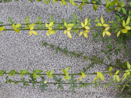 Day Plant Vector.jpg