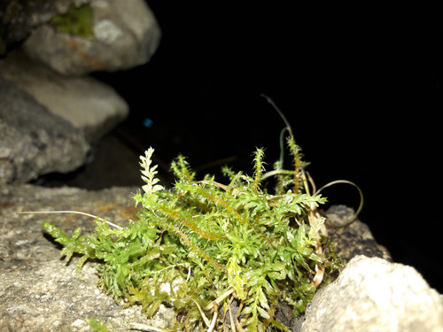Green Green Flowers.jpg