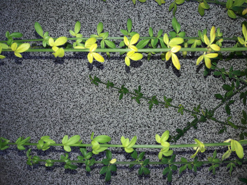 Day Plant Vector.jpg