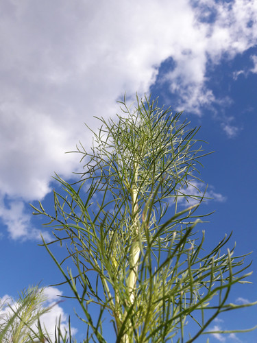 Symbol For Nature.jpg