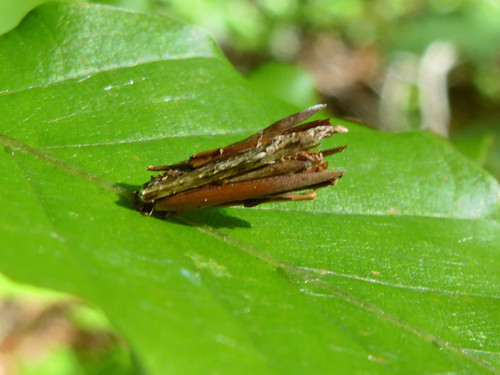 Tree; Publicdomain; Cc0; Freeimage;.jpg