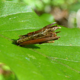 Tree; Publicdomain; Cc0; Freeimage;