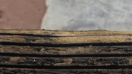 Tree; Publicdomain; Cc0; Freeimage;.jpg