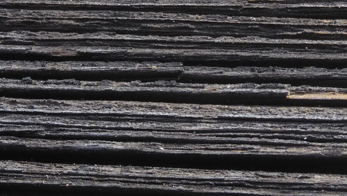 Tree; Publicdomain; Cc0; Freeimage;.jpg