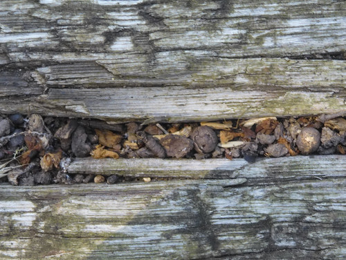 Flora Wood Publicdomain (10).jpg