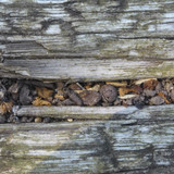 Flora Wood Publicdomain (10)