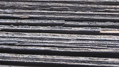 Tree; Publicdomain; Cc0; Freeimage;.jpg