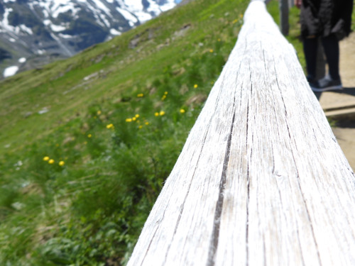 Tree; Publicdomain; Cc0; Freeimage;.jpg