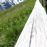 Tree; Publicdomain; Cc0; Freeimage;