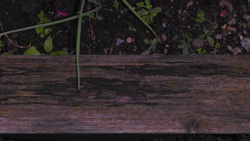 Tree; Publicdomain; Cc0; Freeimage;.jpg