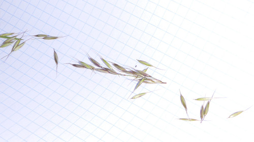 Flora Plant A Beauty Publicdomain (22).jpg