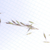 Flora Plant A Beauty Publicdomain (22)