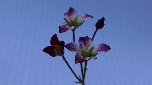 Flora Plant A Beauty Publicdomain (21).jpg