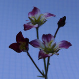 Flora Plant A Beauty Publicdomain (21)