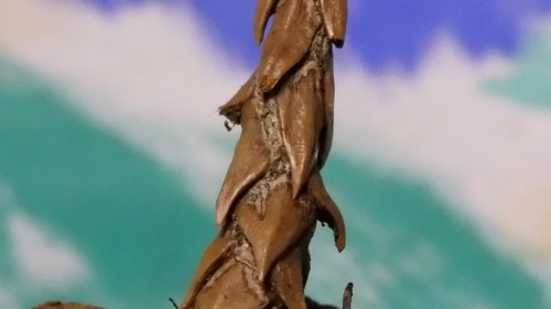 Flora Plant A Beauty Publicdomain (13).jpg