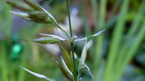 Flora Plant A Beauty Publicdomain (23).jpg