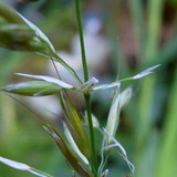 Flora Plant A Beauty Publicdomain (23)