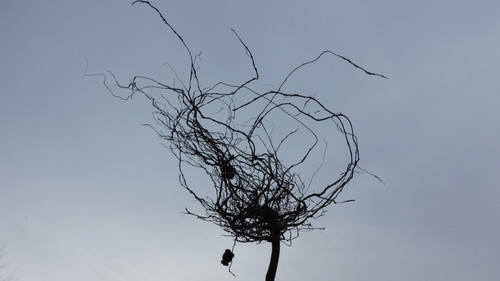 Flora Plant A Beauty Publicdomain (10).jpg